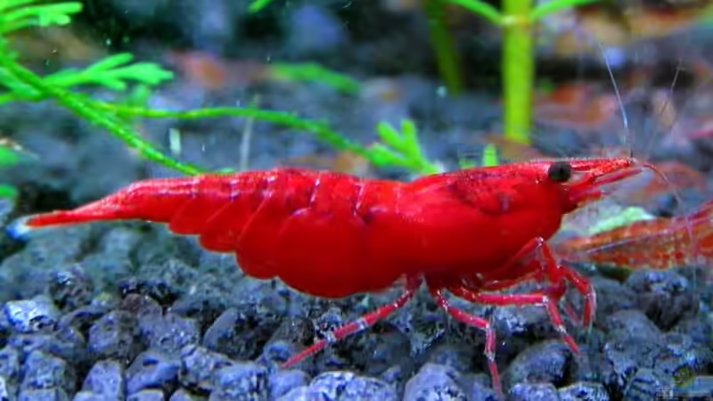 eine Schönheit, wie ich finde :) ob es an der Karotten liegt? von Achim (8)