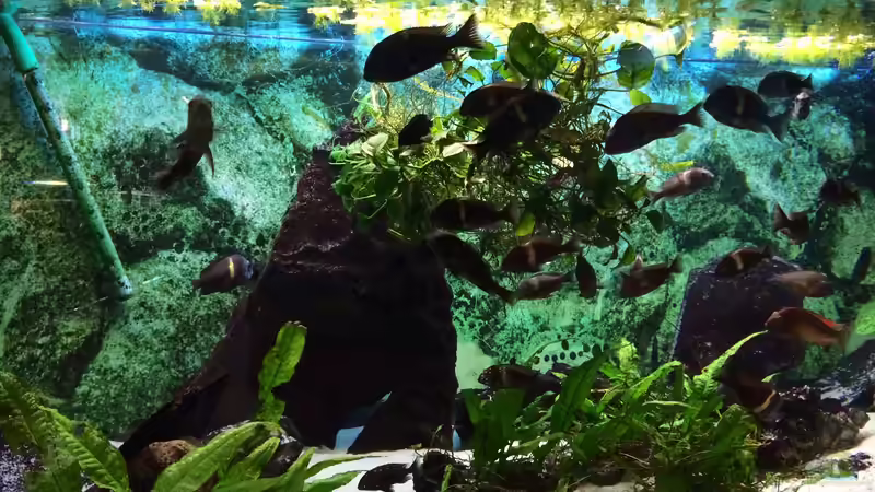 Eine Schwimmpflanzendecke bietet etwas Schutz vor dem Licht... von Helga Kury (4)