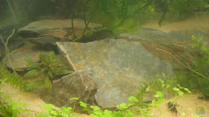 eine Steinhaufen die auf der linken Seite liegt und ein netter Unterschlupf für die Dornaugen und Corys ist  von chrisi01 (19)