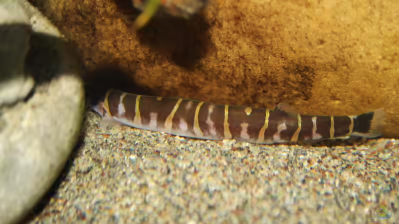 Eine tolle Zeichnung, hier der Größte der 10 Dornaugen von Florian Bandhauer (55)