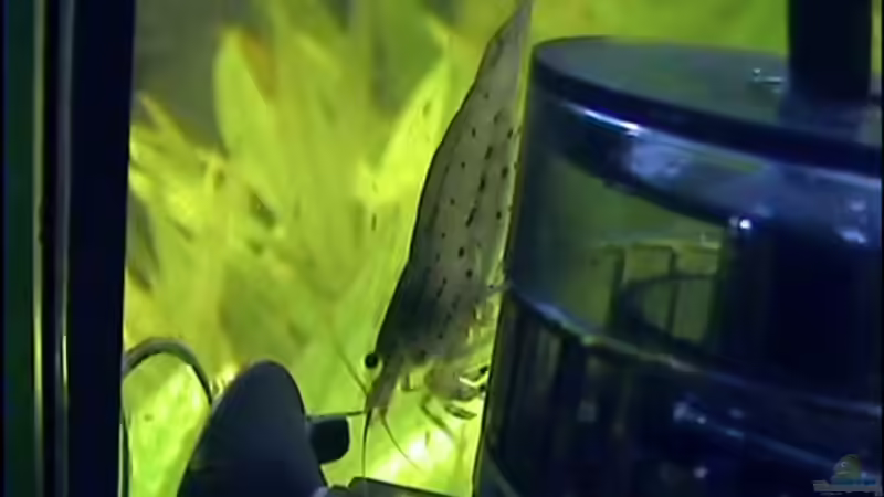 Eine Tunte von Thomas Hilsberg (21)