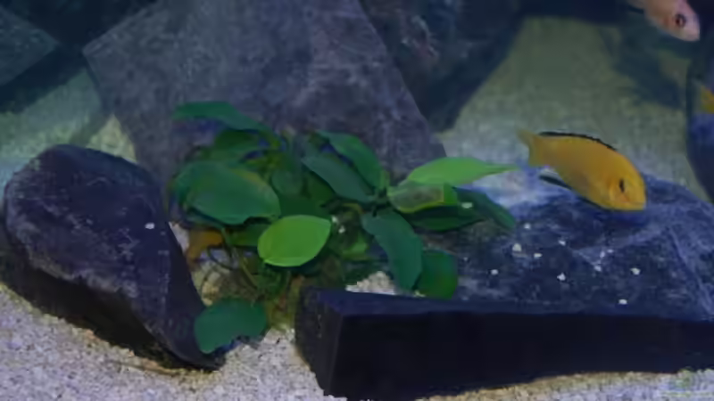 Eine von 2 Anubias, die im Vordergrund stehen von Claus Becker (4)