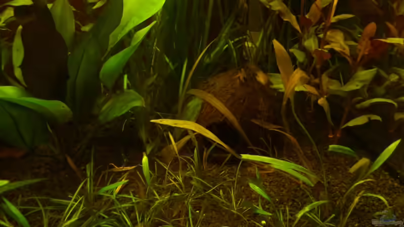 Eine von 4 Kokussnüssen von Sascha Görtemöller (5)