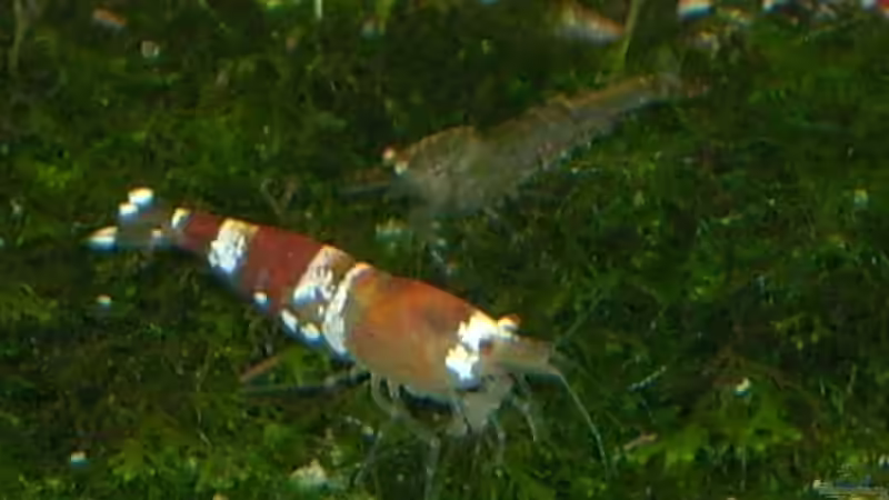 Eine von ca. 50 Chrystal Red von Occellaris (16)