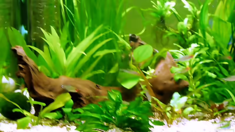 eine von drei Wurzeln von Tom Prpic (12)