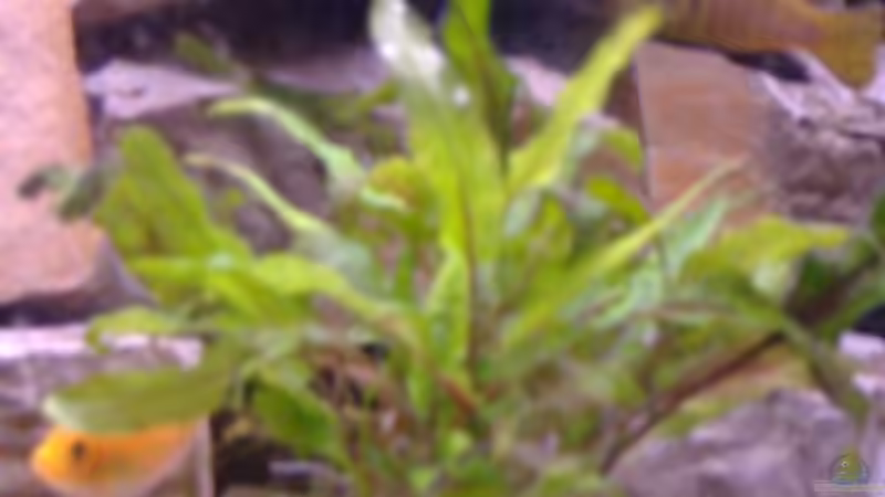 eine von insgesammt 3 Cryptocorynen von Milatz Darian (9)