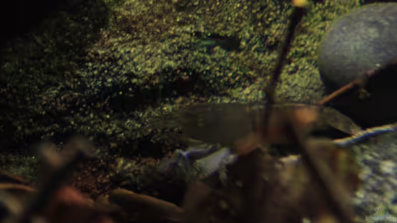 Eine von meinen Atya Gabonensis von Florian Bandhauer (82)