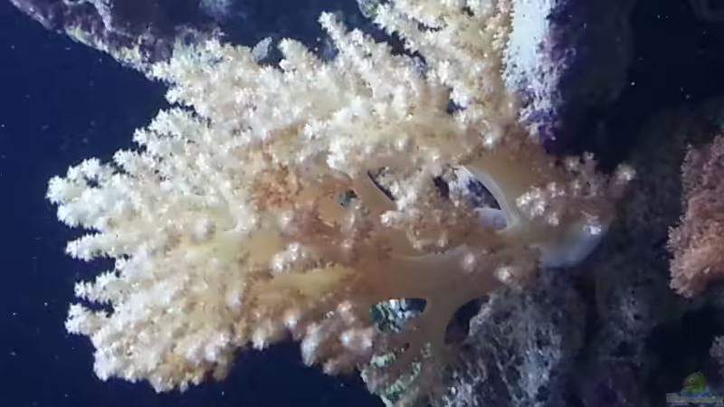 eine von meinen Weichkorallen ! von urbi (103)