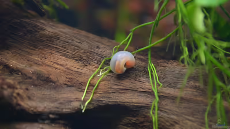 Eine von vielen Posthornschnecken =) von Rotkopfsalmler (24)