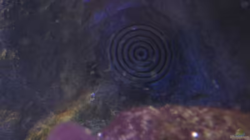 Eine von zwei Gitter welche zum Entleeren und Befüllen des Aquariums benötigt werden von Matoba (43)