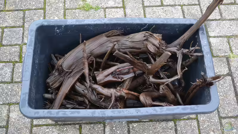 Eine Wanne voll Moorkien für das Finetuning. von GGuardiaNN (50)