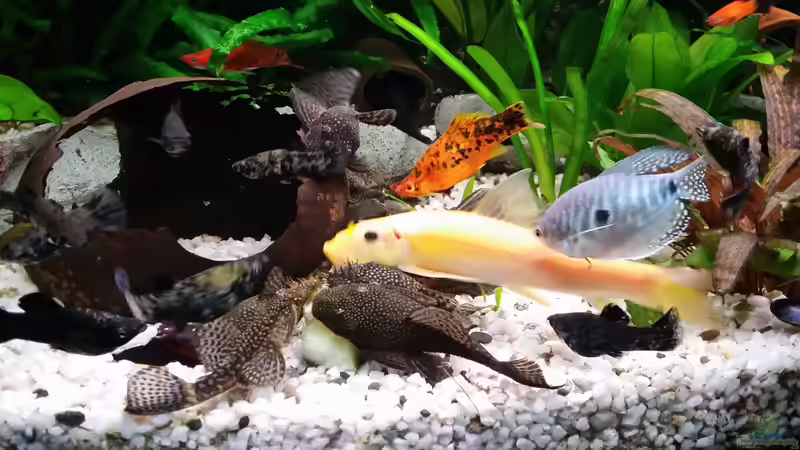 Eine willkommene Abwechslung beim Futter ist grüne Gurke von Steffen und Felix (72)