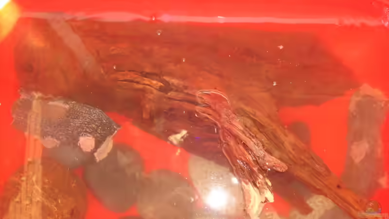 Eine Woche alle Dekoteile gewässert und gereinigt von atom010 (6)