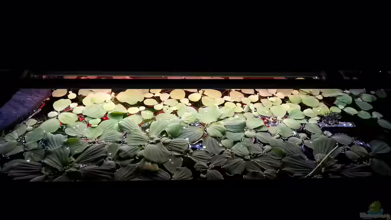 eine Woche nach dem letzten Ausdünnen... von Nick3 (33)