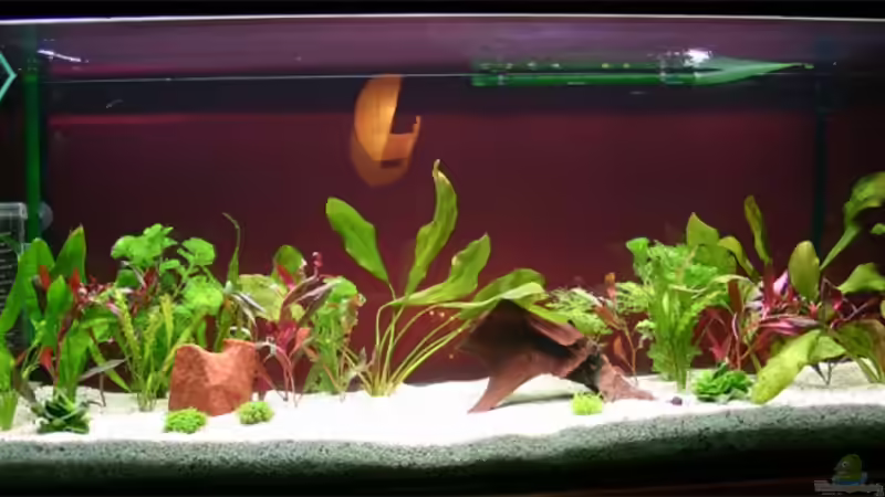 eine Woche nach Einrichtung 22.11.2008 von tomxl (1)