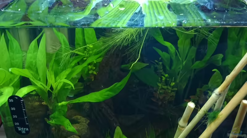 Eine Woche später von Jahira (4)