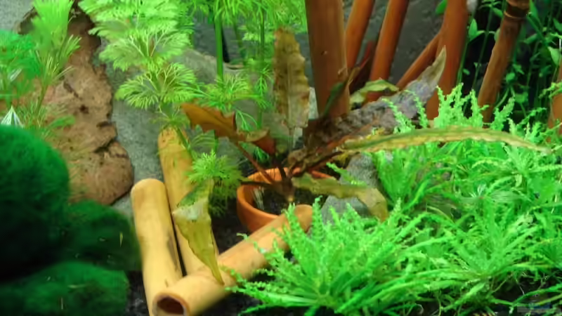 Eine wuchernde Pflanze im Topf zur Vorbeugung von Tobi_88_ (2)