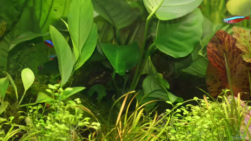 eine Wurzel mit Anubias bepflanzt von Alexander Grimmer (10)