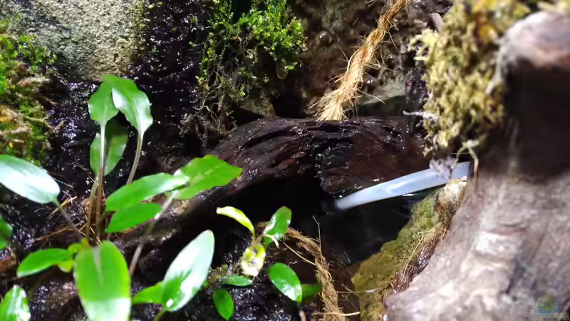 Eine Wurzel verbindet die Landteile. Darunter der Filter. Dieser ist nur durch den Schlauch erkennbar von aquariumwelt (9)
