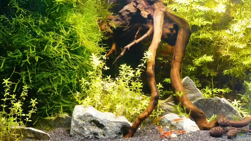 eine Wuzel vor dem Hamburger- Mattenfilter von A. G. (9)