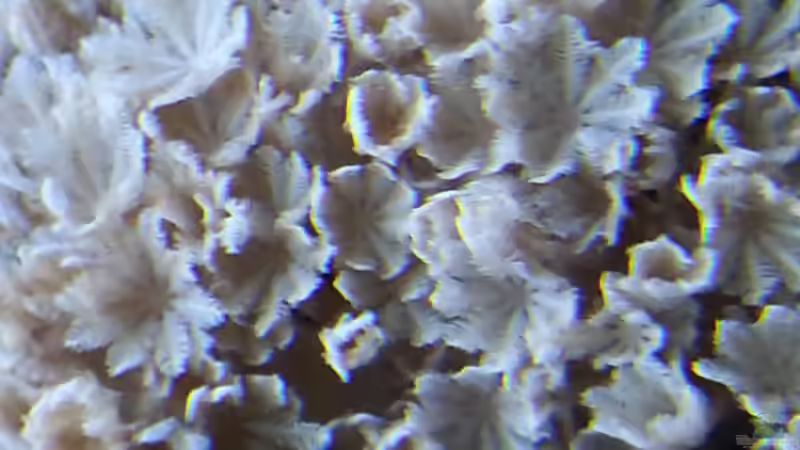 eine Xenia ! die Polypen !  von urbi (118)