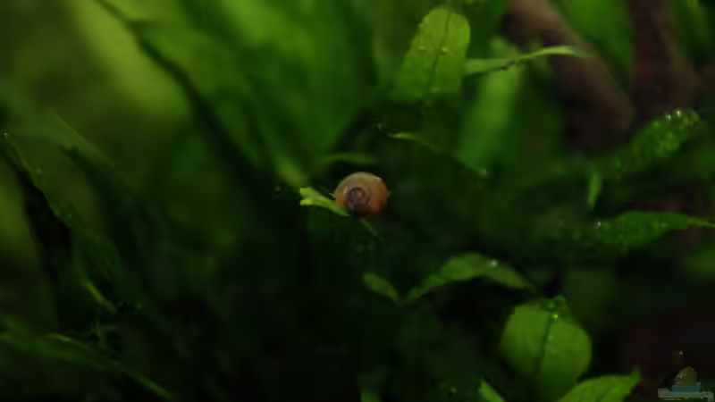 Planorbarius corneus im Aquarium oder Teich halten (Einrichtungsbeispiele für Posthornschnecken)