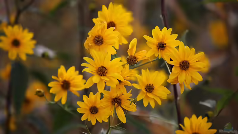 Einen Apothekergarten anlegen - Anleitung, Tipps und Pflanzenempfehlungen