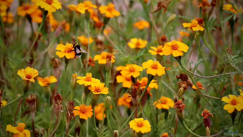 Einen Apothekergarten anlegen - Anleitung, Tipps und Pflanzenempfehlungen