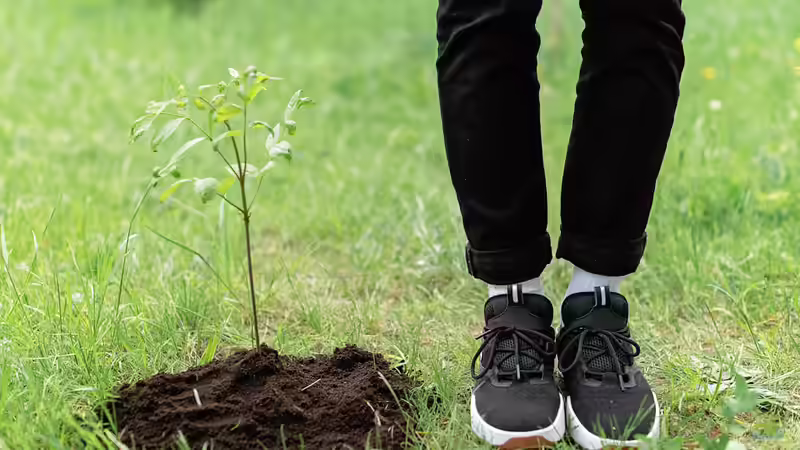 Einen Baum pflanzen - Schritt für Schritt zu einem gesunden Gartenbaum