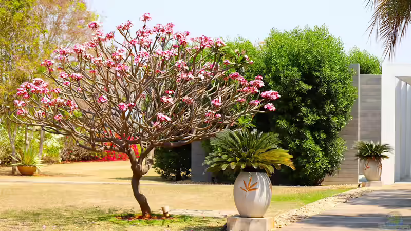Einen Baum pflanzen - Schritt für Schritt zu einem gesunden Gartenbaum