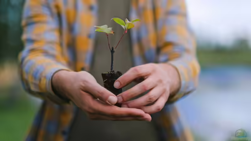 Einen Baum pflanzen - Schritt für Schritt zu einem gesunden Gartenbaum