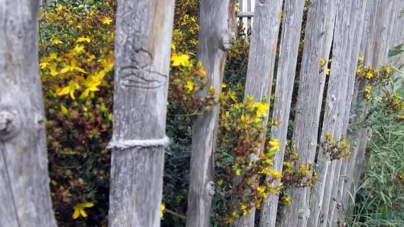 Einen einfachen und schmucken Gartenzaun aufstellen:  Der Staketenzaun