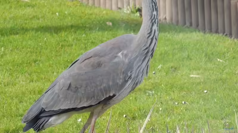 ´Einen FischMäc bitte!´  von Sambia (70)