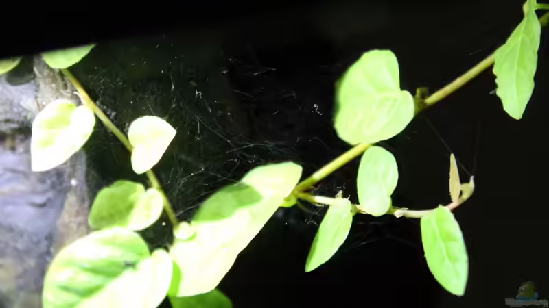 einen kleinen Untermieter habe ich auch schon.. von die Perle... (12)