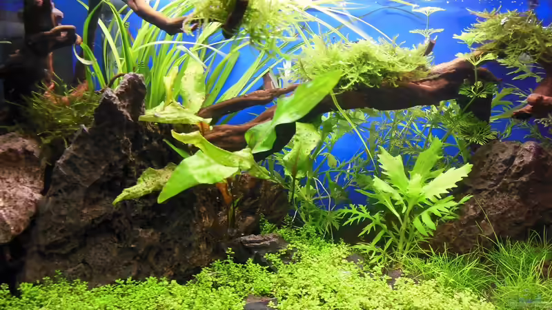 einen Monat nach Neueinrichtung von Bandito76 (3)