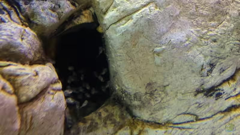 einen Tag vor dem Auszug zum Händler mussten sich die PPB unbedingt nochmal vermehren von Wabi (26)