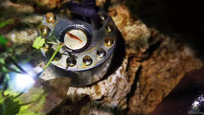 einer der  2 Nebler von Alexander Deepocean (6)