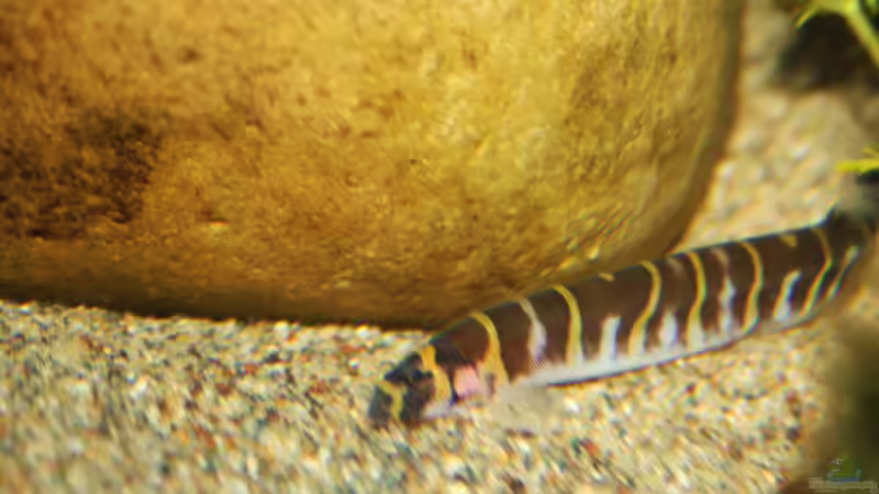 Einer der 10 Dornaugen ! von Florian Bandhauer (48)