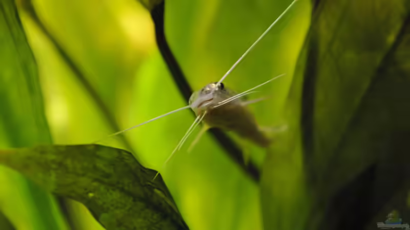 Einer der 3 Engel-Antennenwelse von Peter Vlasaty (40)