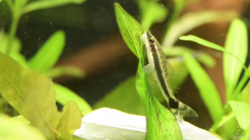 einer der 7 Otocinclus hoppei von dare79 (3)