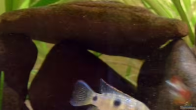 Aquarien mit Afrikanischen Schmetterlingsbuntbarschen (Anomalochromis thomasi) im Aquarium