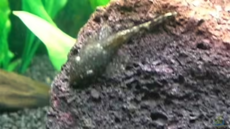 Lavasteine im Aquarium (Einrichtungsbeispiele für Lavastein)