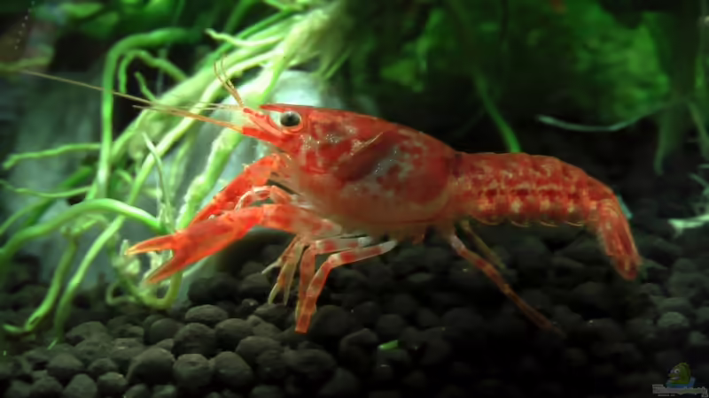 einer der beiden CPO´s von Berni (5)