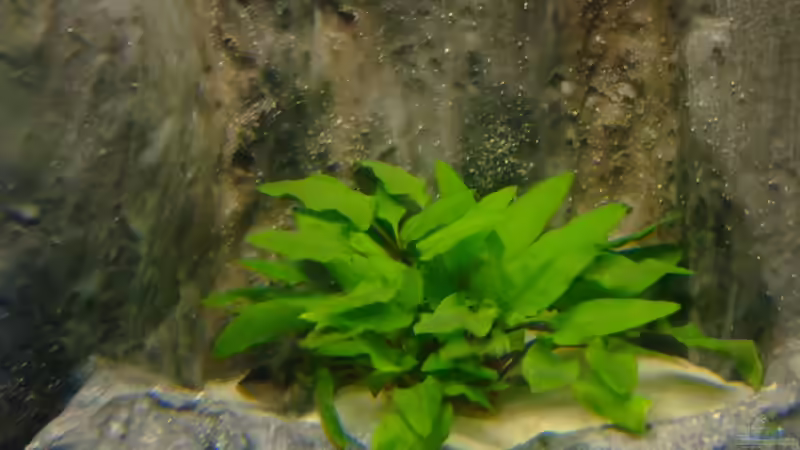 Einer der beiden Cryptocoryne wendtii hier in die Rückwand gepflanzt 04.2013 von Trooper (27)