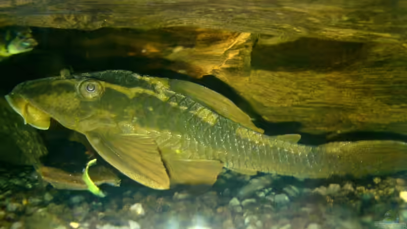 Einer der beiden L137 als Nahaufnahme von Still (6)