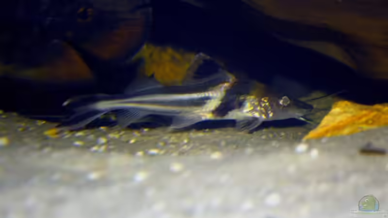 Einer der beiden Schmuckantennenwelse in seiner Lieblingshöhle. von GGuardiaNN (107)