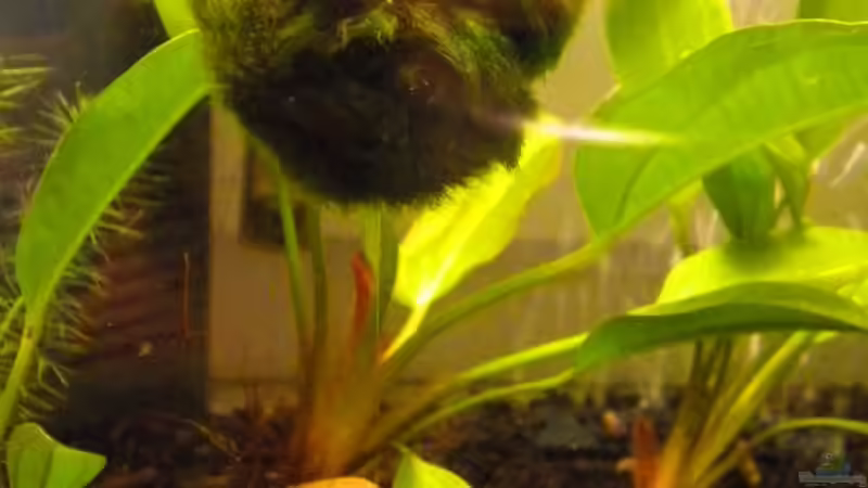 Einer der Beiden selbstgebauten Biosphere Bälle von Marci (6)