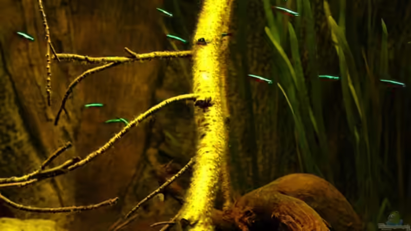 Einer der Buchenzweige. von marxbre (35)