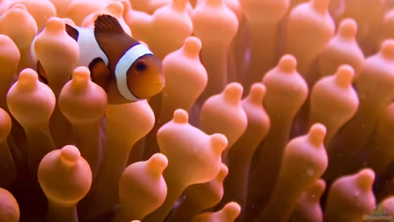 Einer der Clown beim Kuscheln von Azalee (12)