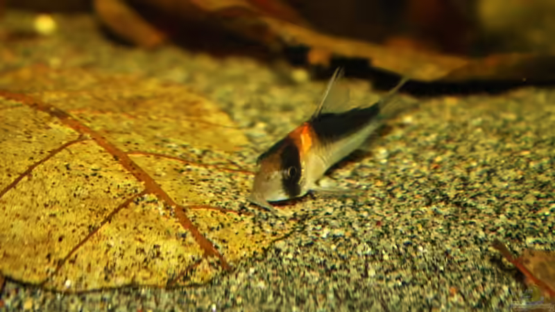 Einer der Corydoras adolfoi von marxbre (68)